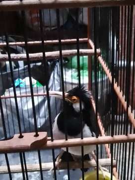 Detail Olx Burung Jawa Tengah Nomer 16