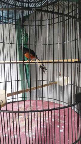 Detail Olx Burung Jawa Tengah Nomer 20