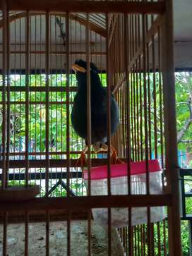 Detail Olx Burung Jawa Tengah Nomer 22