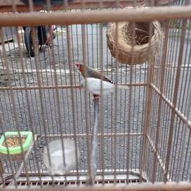 Detail Olx Burung Jawa Tengah Nomer 24