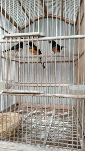 Detail Olx Burung Jawa Tengah Nomer 31