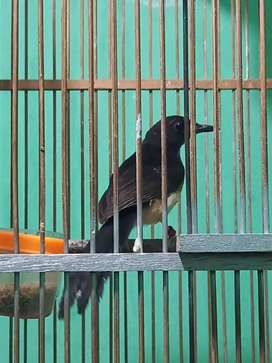 Detail Olx Burung Jawa Tengah Nomer 32