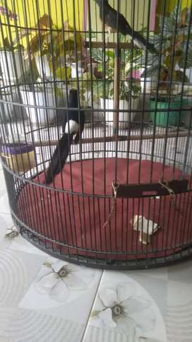 Detail Olx Burung Jawa Tengah Nomer 34