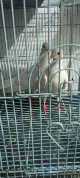 Detail Olx Burung Jawa Tengah Nomer 7