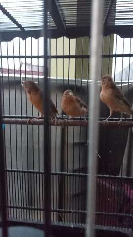 Detail Olx Burung Jawa Tengah Nomer 8