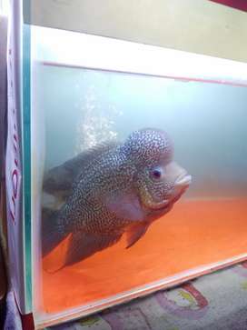 Detail Olx Ikan Louhan Nomer 34