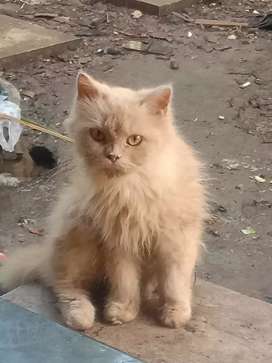 Detail Olx Kucing Bali Nomer 5