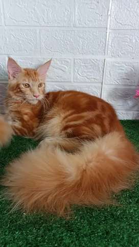 Olx Kucing Medan - KibrisPDR