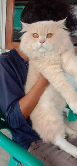 Detail Olx Kucing Medan Nomer 14