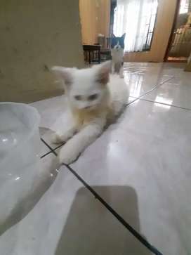 Detail Olx Kucing Medan Nomer 25