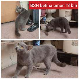 Detail Olx Kucing Medan Nomer 26