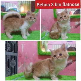 Detail Olx Kucing Medan Nomer 32