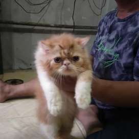 Detail Olx Kucing Semarang Nomer 16