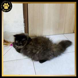 Detail Olx Kucing Semarang Nomer 3