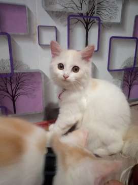 Detail Olx Kucing Semarang Nomer 26