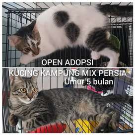 Detail Olx Kucing Semarang Nomer 34