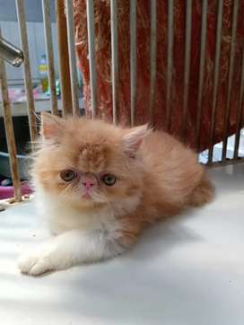 Detail Olx Kucing Semarang Nomer 38