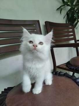 Detail Olx Kucing Solo Nomer 2