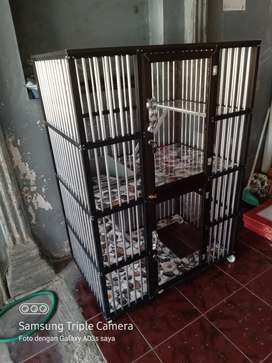 Detail Olx Kucing Solo Nomer 10