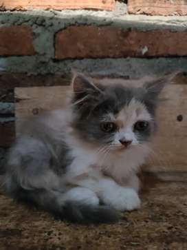 Detail Olx Kucing Solo Nomer 14