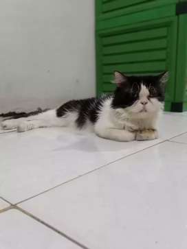 Detail Olx Kucing Solo Nomer 20