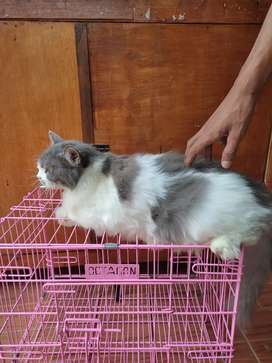 Detail Olx Kucing Solo Nomer 28