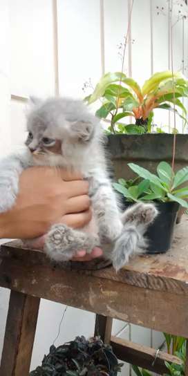 Detail Olx Kucing Solo Nomer 4