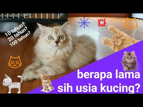 Detail Olx Kucing Solo Nomer 38