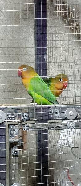 Olx Lovebird - KibrisPDR