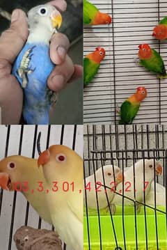 Detail Olx Lovebird Nomer 15