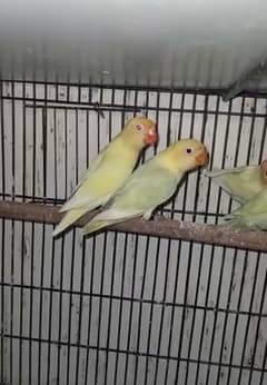 Detail Olx Lovebird Nomer 25