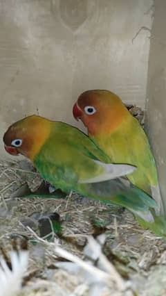 Detail Olx Lovebird Nomer 26