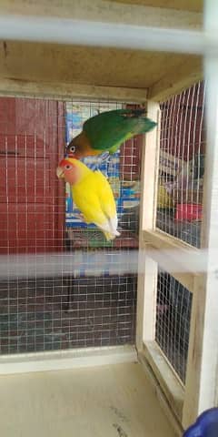 Detail Olx Lovebird Nomer 36