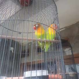 Detail Olx Lovebird Nomer 40