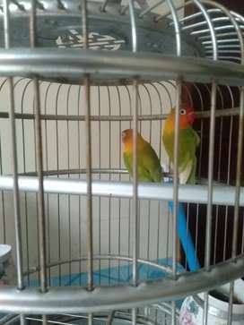 Detail Olx Lovebird Nomer 41