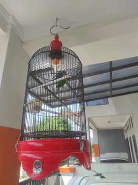 Detail Olx Lovebird Nomer 43