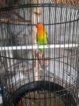 Detail Olx Lovebird Nomer 46