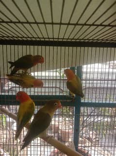 Detail Olx Lovebird Nomer 47