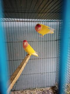 Detail Olx Lovebird Nomer 51