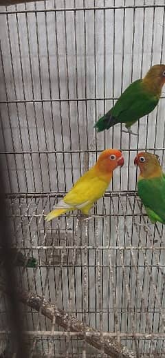 Detail Olx Lovebird Nomer 8