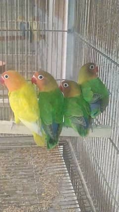 Detail Olx Lovebird Nomer 9