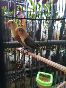 Detail Olx Lovebird Gresik Nomer 2