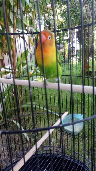 Detail Olx Lovebird Gresik Nomer 8