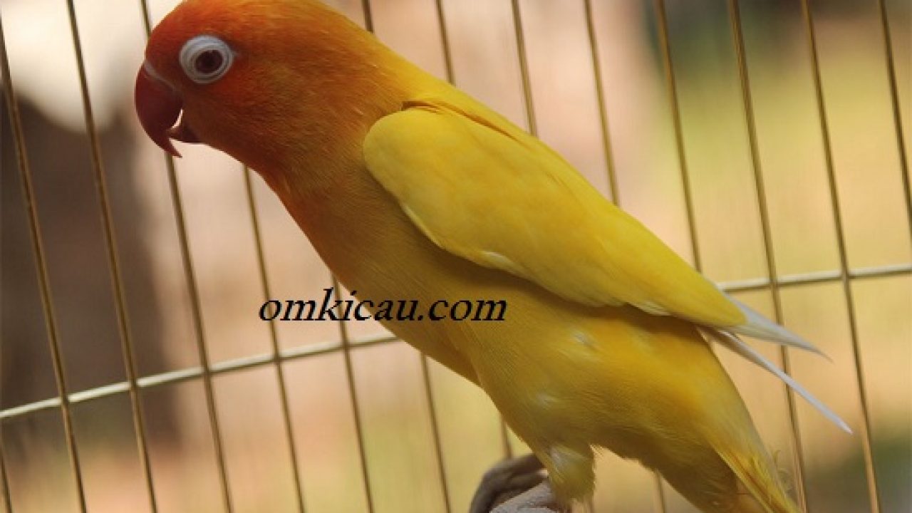 Detail Olx Lovebird Gresik Nomer 20