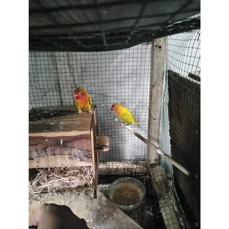 Detail Olx Lovebird Gresik Nomer 22