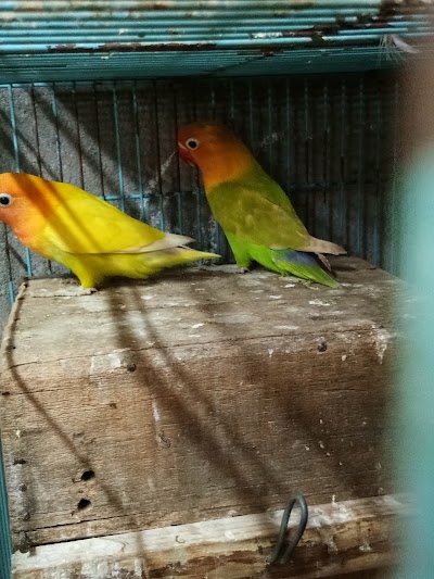 Detail Olx Lovebird Gresik Nomer 29