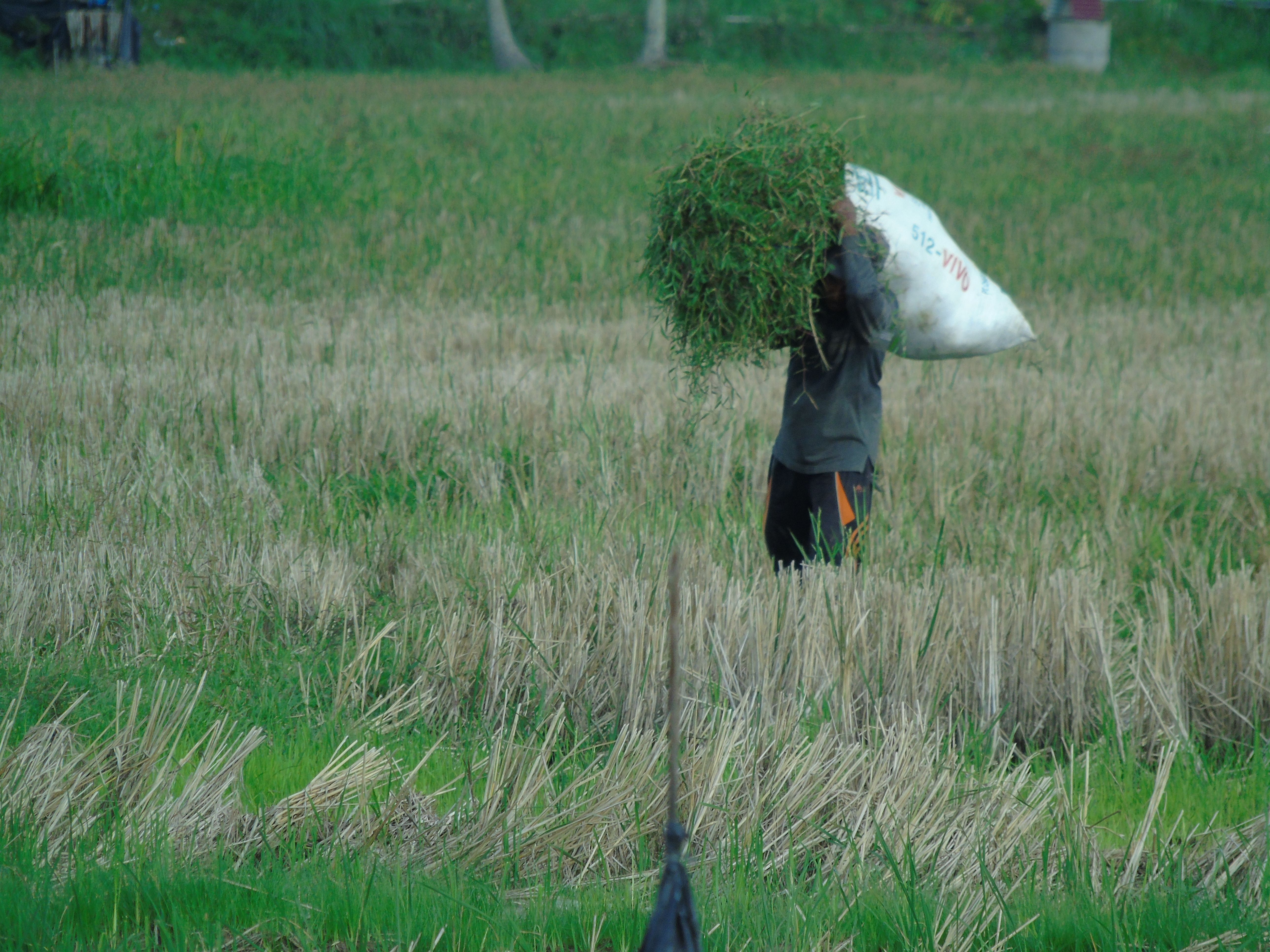 Detail Orang Cari Rumput Nomer 19