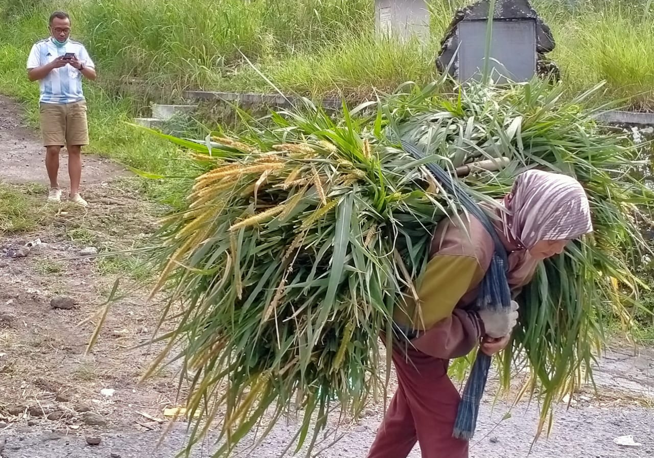 Detail Orang Cari Rumput Nomer 4