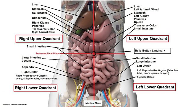 Detail Organ Perut Manusia Nomer 10