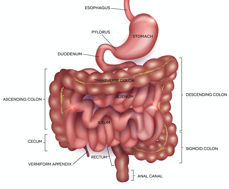 Detail Organ Perut Manusia Nomer 18